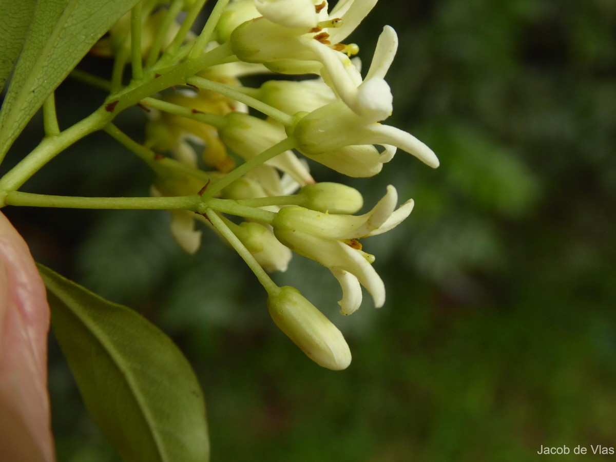 Pittosporum ceylanicum Wight